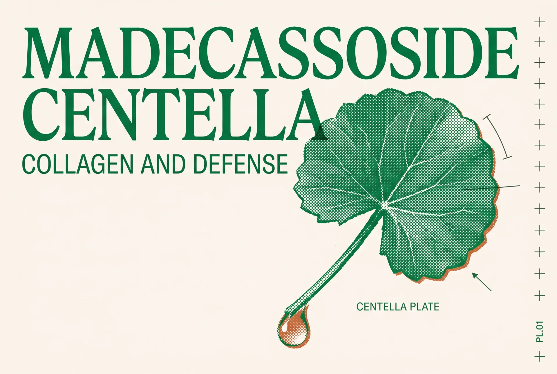 MADECASSOSIDE CENTELLA 타이포가 들어간 2도 리소그래프 편집 이미지